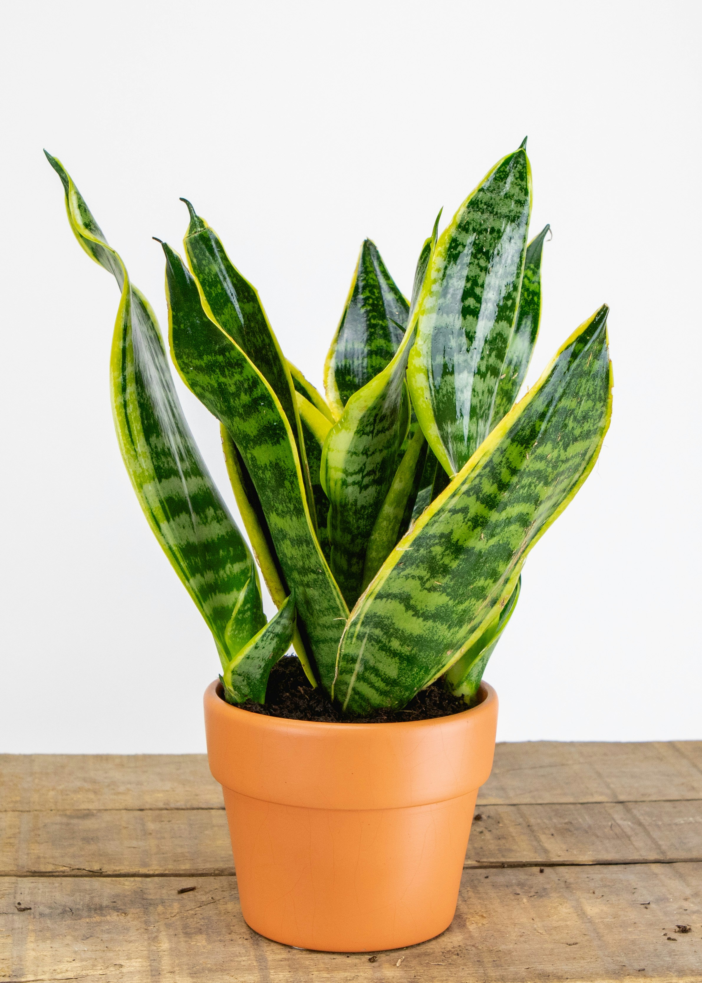 Snake Plant, a low-maintenance air purifying houseplant